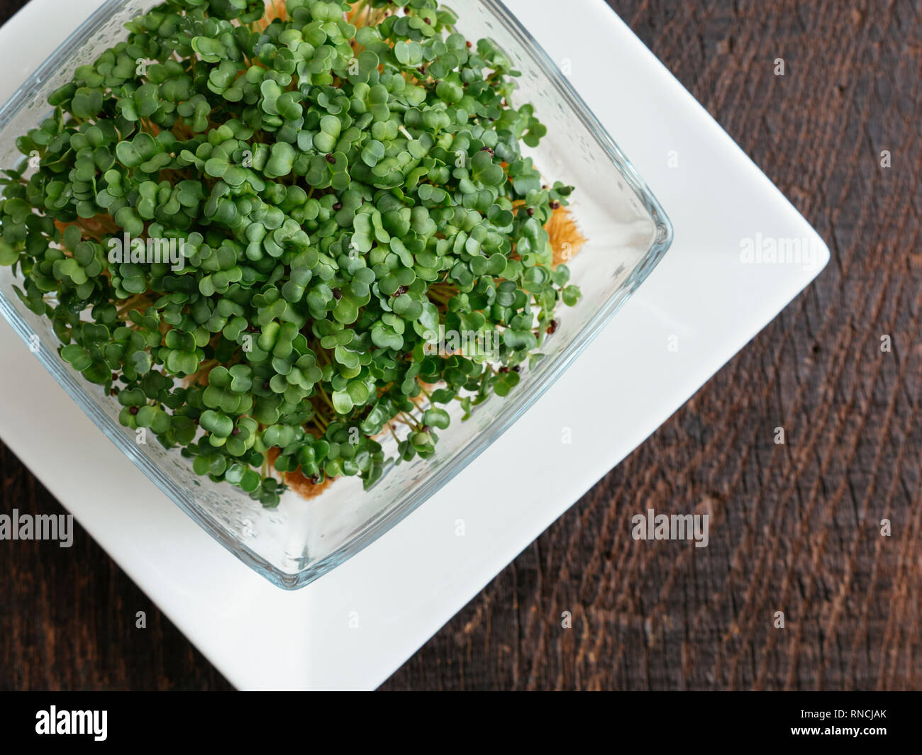 Broccoli Raab (Brassica rapa var. cymosa) sprouts. Stock Photo