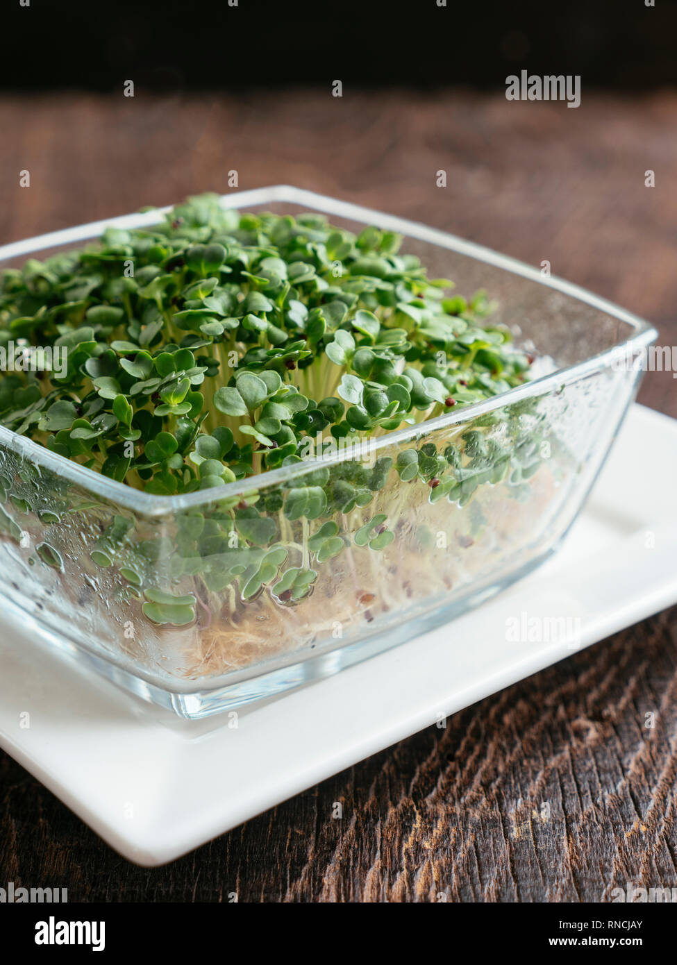 Broccoli Raab (Brassica rapa var. cymosa) sprouts. Stock Photo