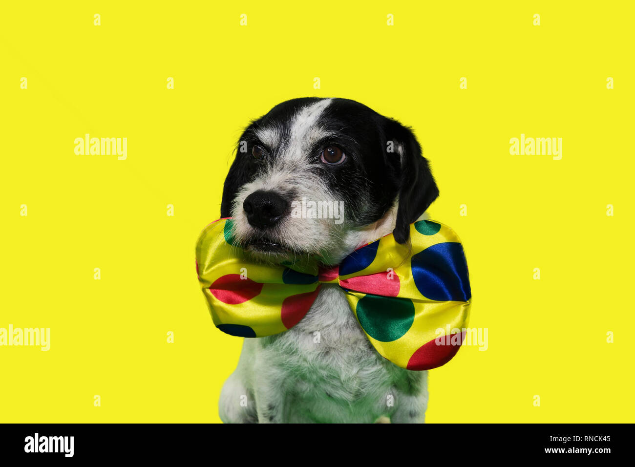 Download Dog Dressed As Clown High Resolution Stock Photography And Images Alamy