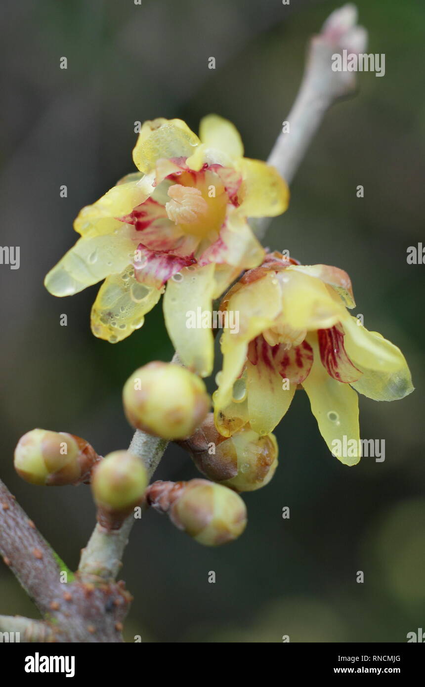 Chimonanthus praecox - wintersweet. Winter flowers of this highly fragrant shrub, also called Chimonanthus fragrans - December, UK Stock Photo
