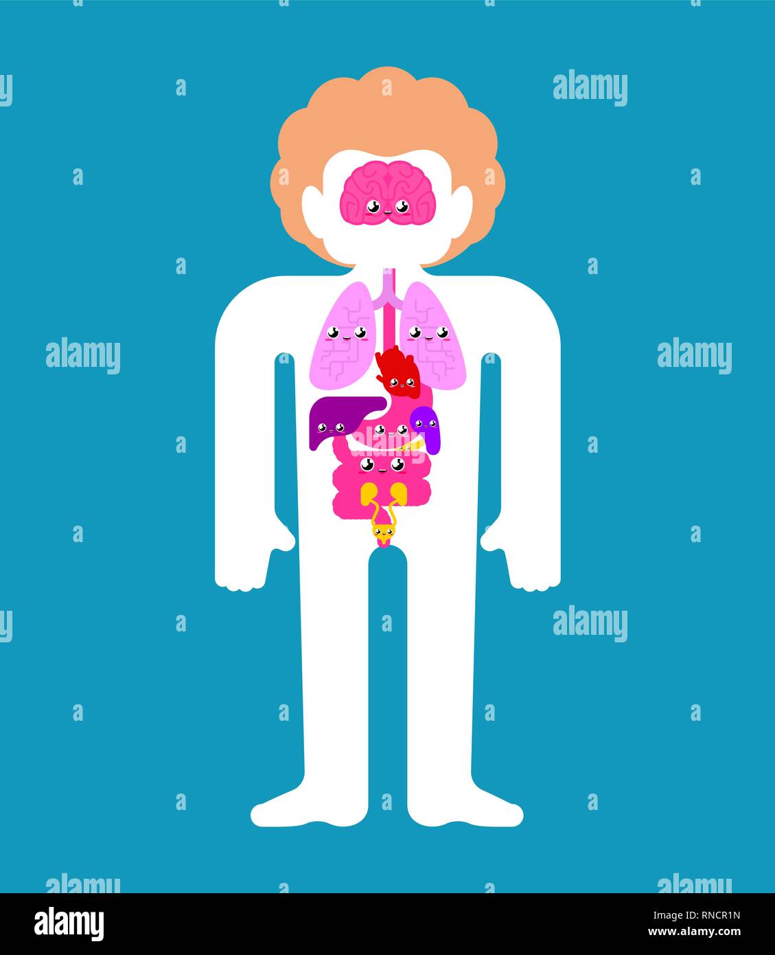 Inside Human Body Cartoon Kids Internal Organs Stock Illustrations Inside Human Body Cartoon Kids Internal Organs Stock Illustrations