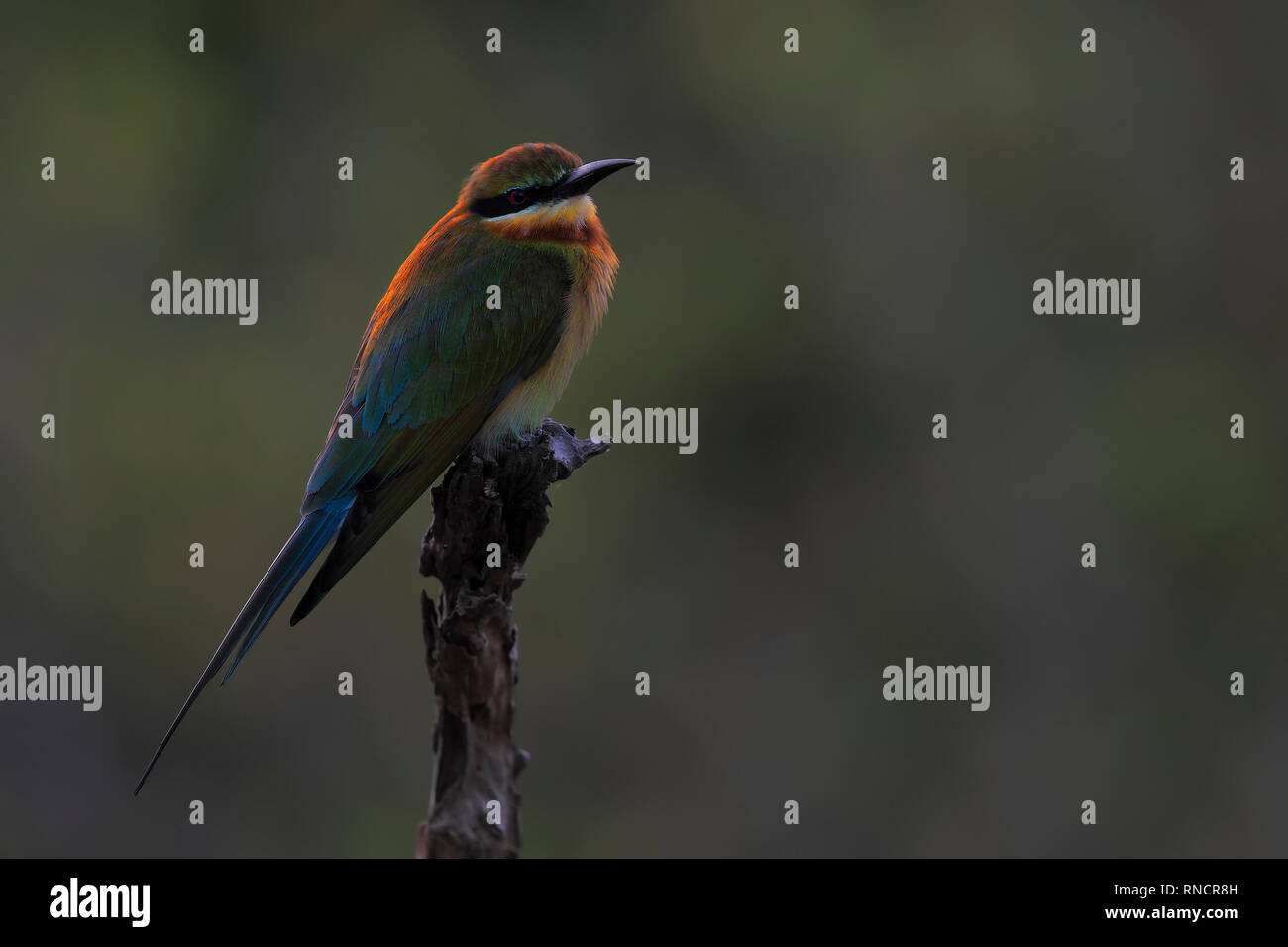 Blue-tailed Bee-eater Stock Photo