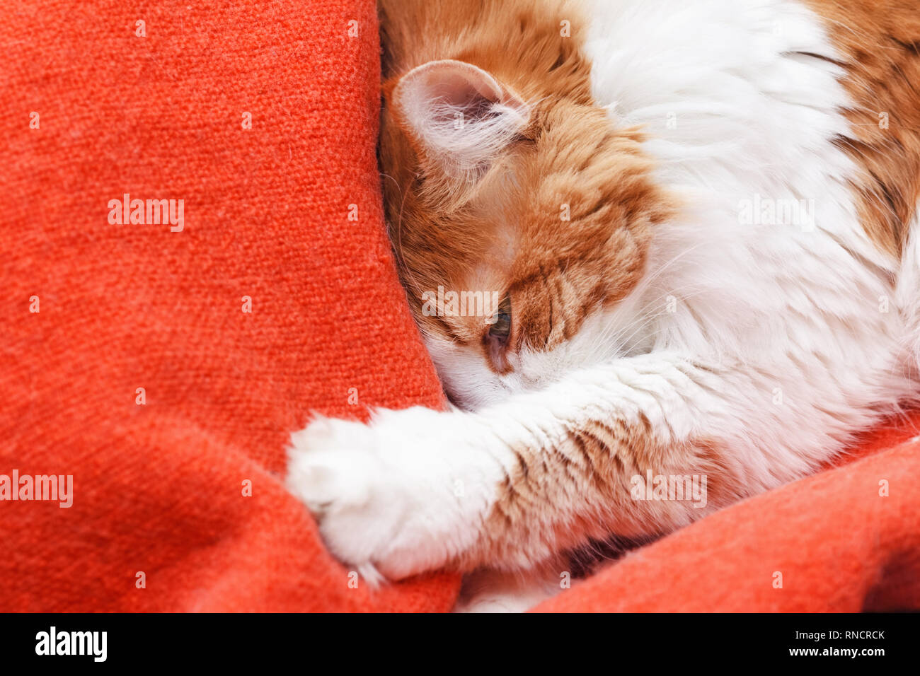 Pretty adult red cat buried in orange blanket Stock Photo