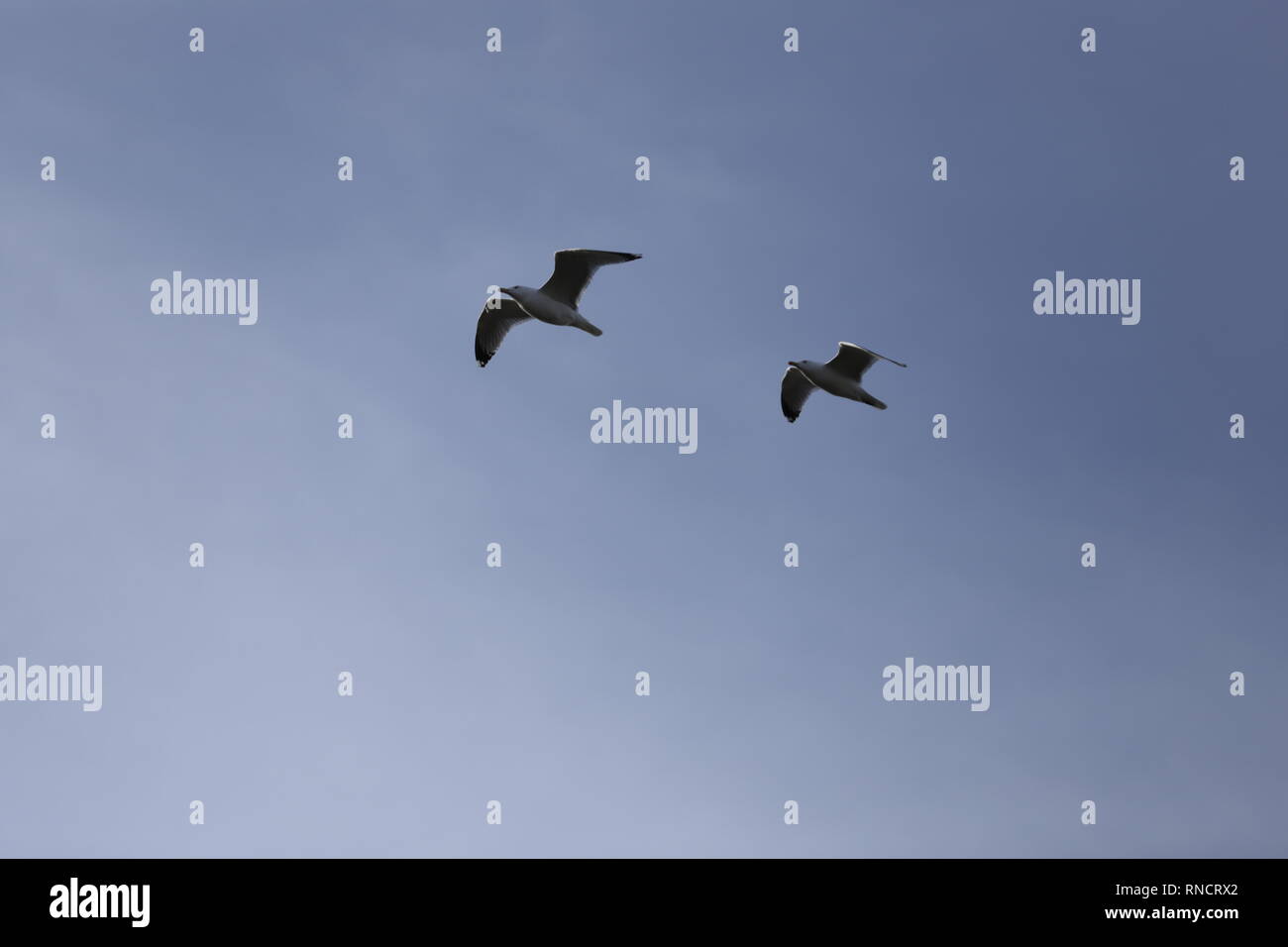 two seagulls flying in the blue sky Stock Photo