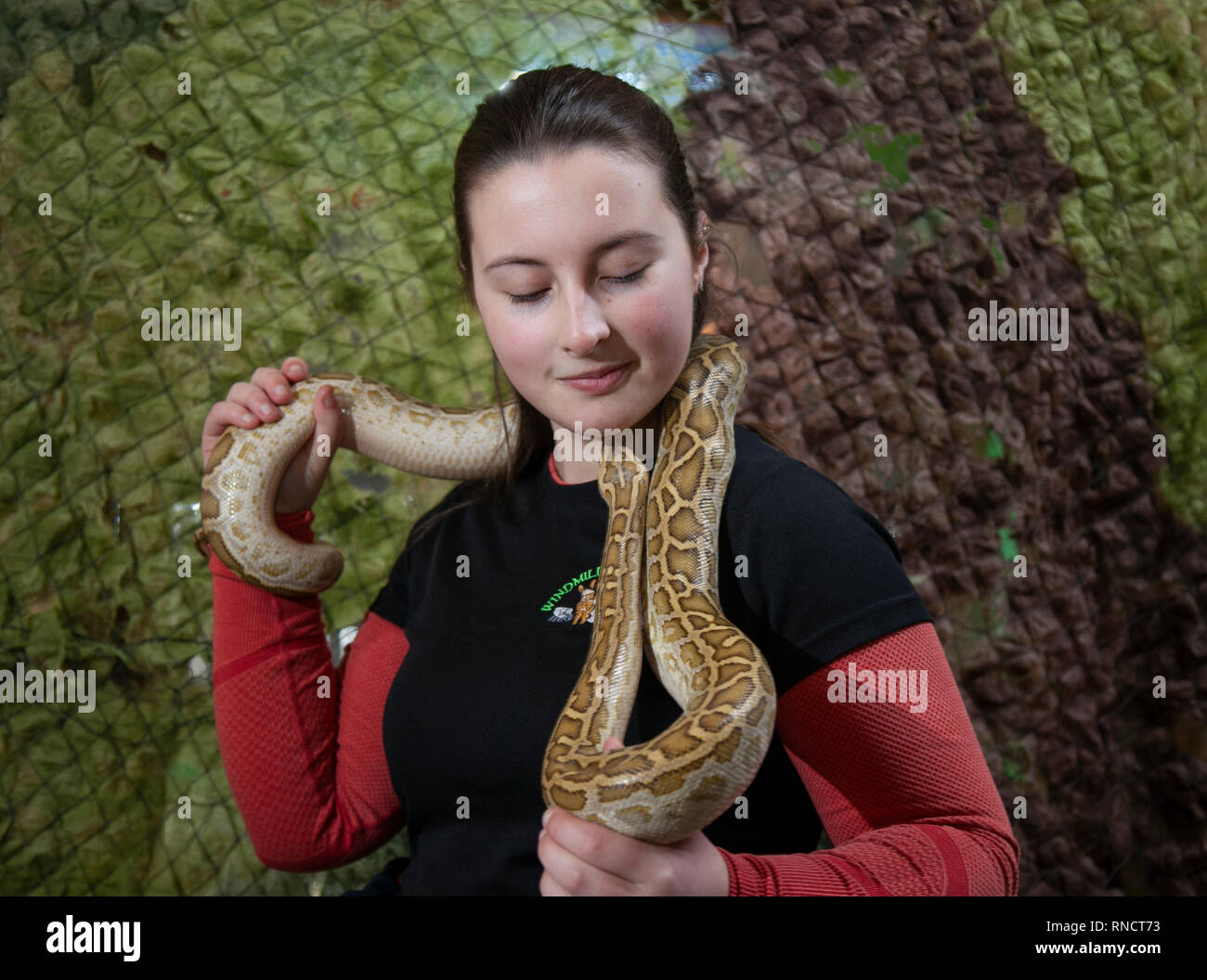 Emily Spatuzzi handling reptiles ( Burmese python snake) at Windmill