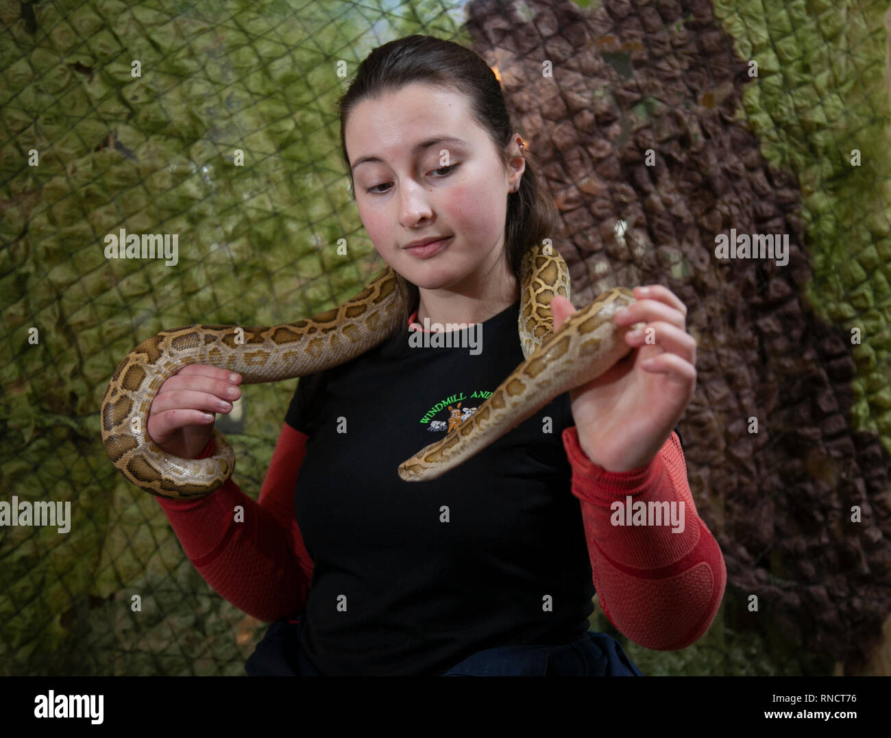 Emily Spatuzzi handling reptiles ( Burmese python snake) at Windmill