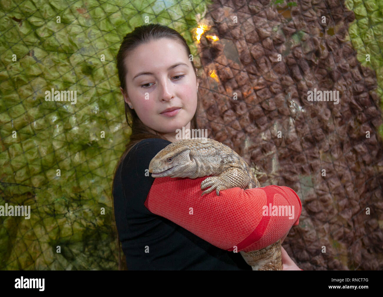 Emily Spatuzzi (MR) handling reptiles (Monitor Lizard) at Windmill