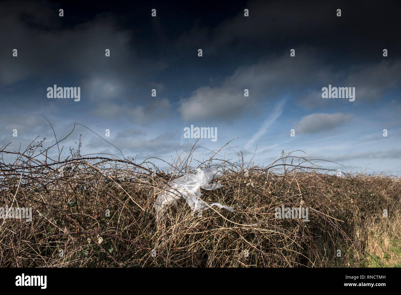 Plastic rubbish caught in the brambles in a hedgerow  in the countryside. Stock Photo