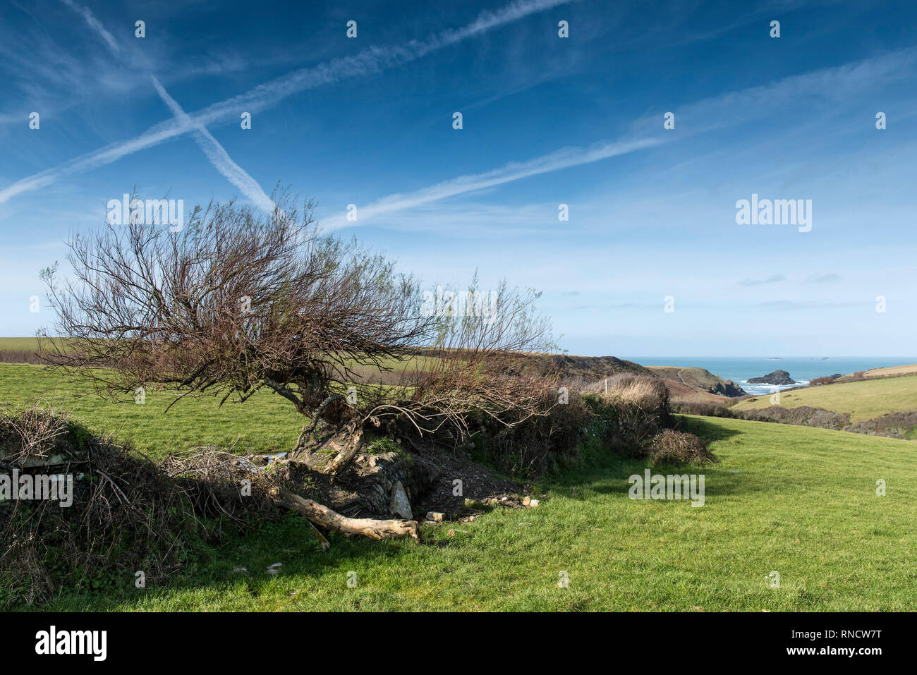 A twisted stunted tree growing out of a crumbling old hedgerow in fields leading down to the secluded cove Porth Mear on the North Cornwalll coast. Stock Photo