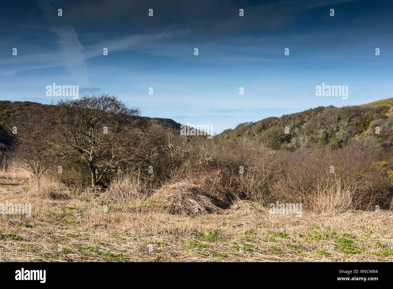 A reed bed Phragmites australis that has been cut back to encourage fresh growth in the hidden valley leading down to the secluded Porth Mear Cove on  Stock Photo