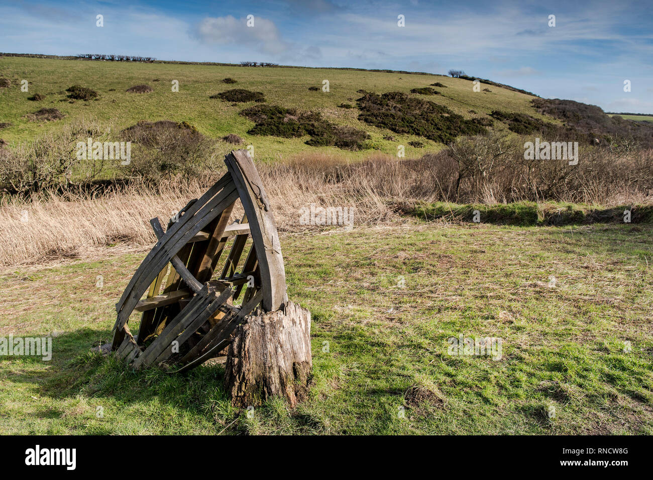 A wooden sculpture in front of a reed bed Phragmites australis in the hidden valley leading down to the secluded Porth Mear Cove on the North Cornwall Stock Photo
