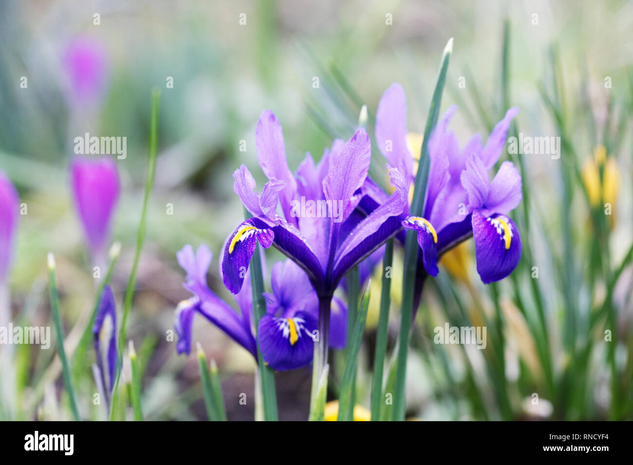 Iris reticulata 'Harmony' flowers growing in the garden. Stock Photo