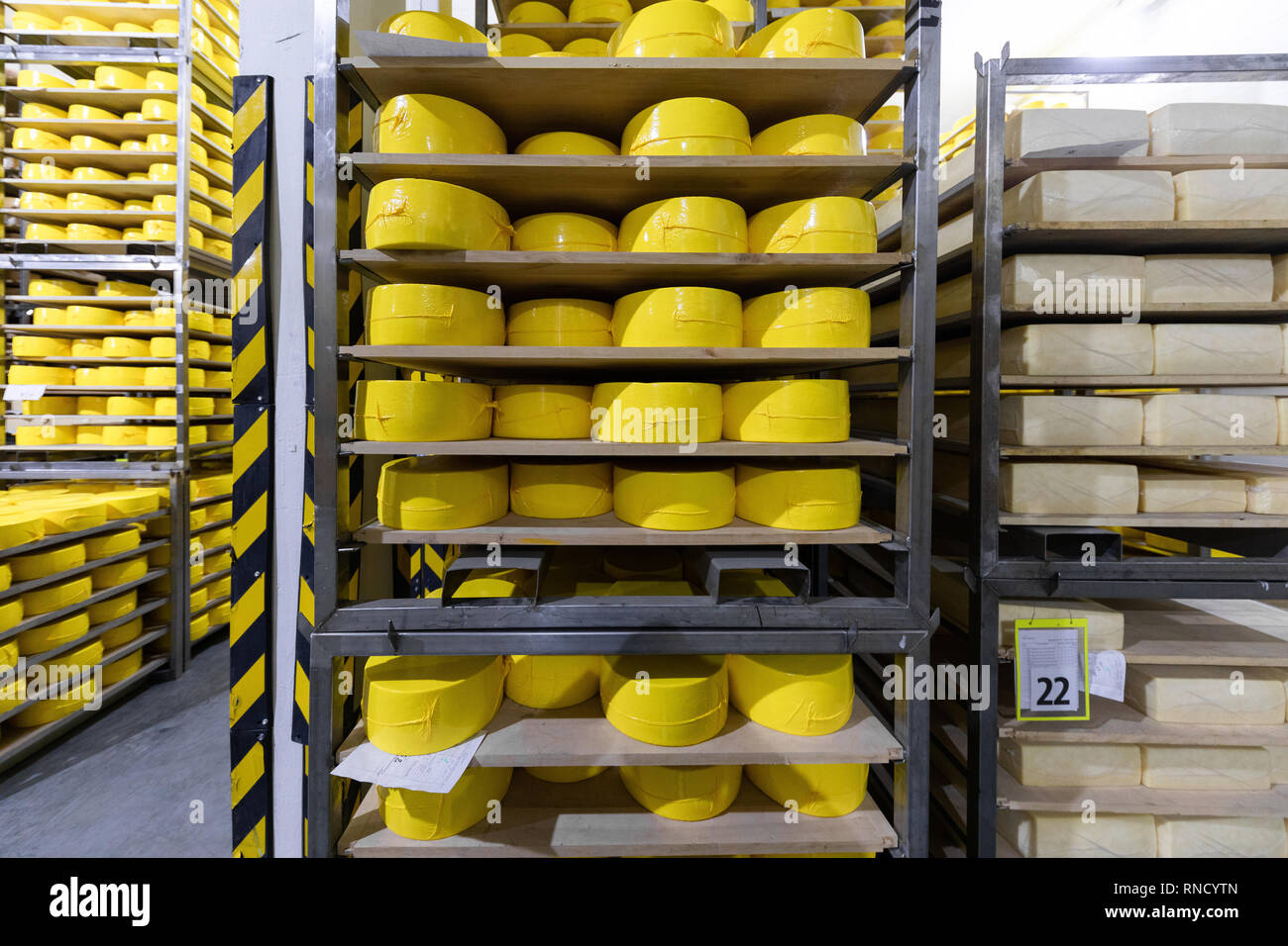 shelves with cheese at a cheese warehouse Close up Stock Photo