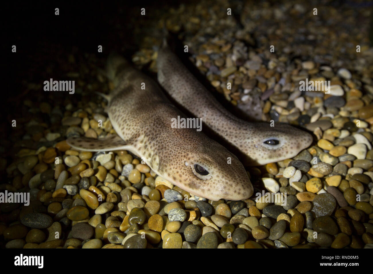 A pair of lesser spotted dogfish, Scyliorhinus canicula, caught at night shore fishing with beachcasting rods on Chesil beach. The dogfish is also kno Stock Photo