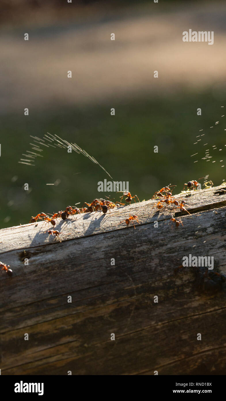 A wood ant, Formica rufa, spraying formic acid. The ants are capable of spraying acid to ward off predators. They are also known as southern wood ants Stock Photo
