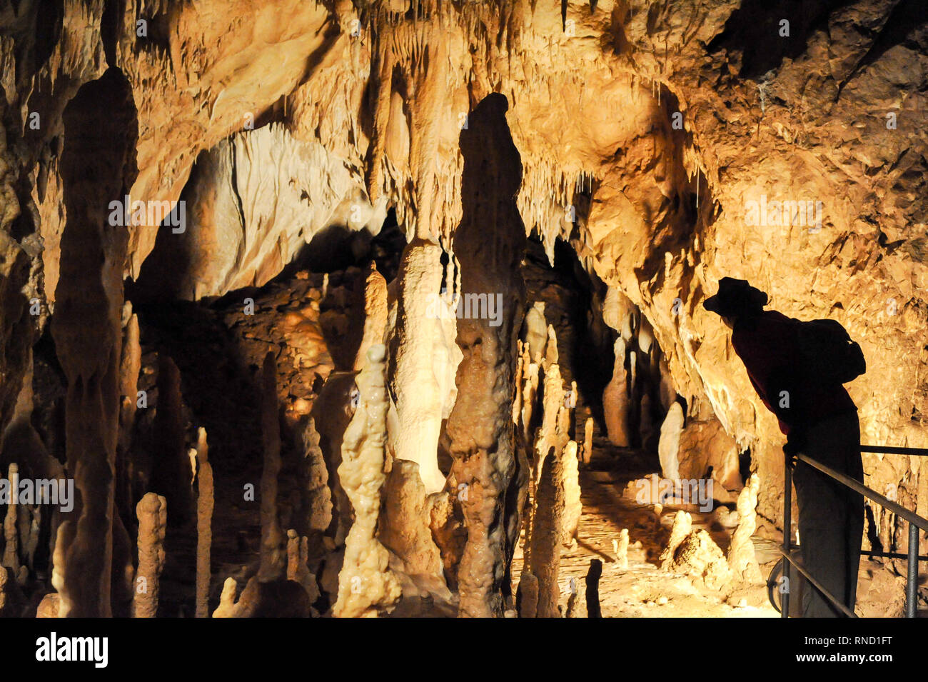 Pestera Ursilor (Bears' Cave) with 140 cave bear (Ursus spelaeus) skeletons  discovered on the site in Apuseni Mountains in Chiscau, Romania. July 16th  Stock Photo - Alamy