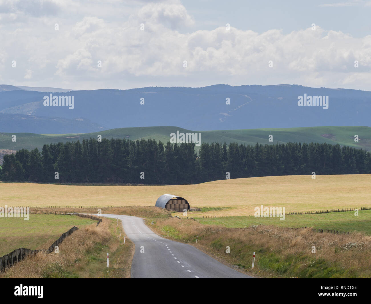 Hay barn in a brown grass field, a row of dark pines, hills on the horizon, Taihape Napier Road, Inland Mokai Patea, Central North Island New Zealand Stock Photo