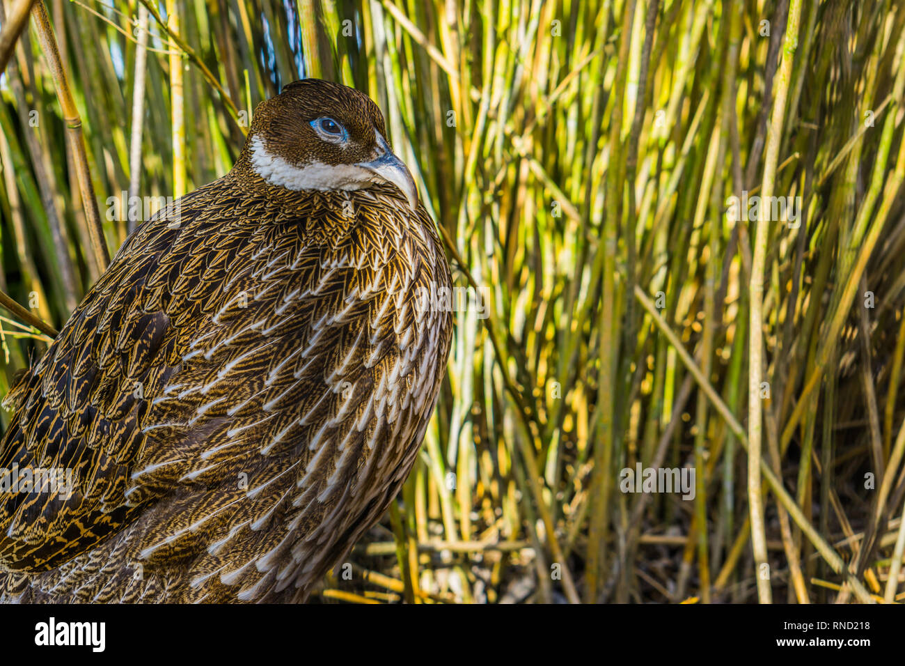 himalayan monal pheasant female himalayan monal pheasant female