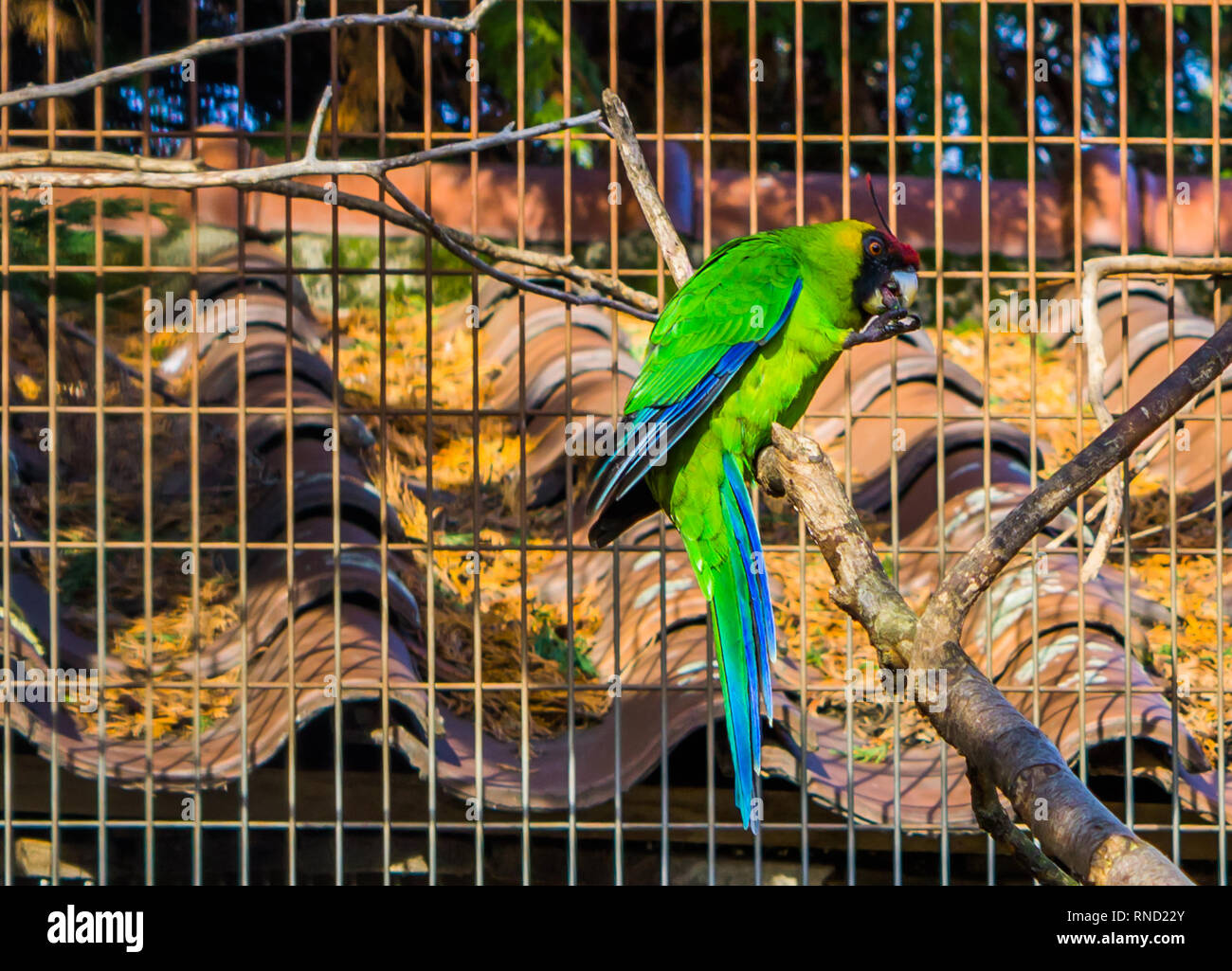 Horned parakeet sitting on a tree branch in the aviary, Parrot from new ...