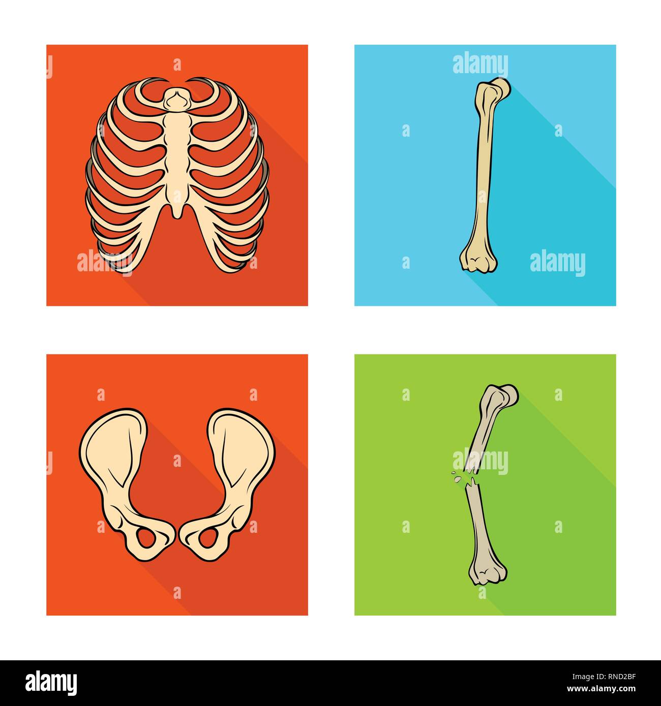 Rib Cage Xray Body Spine Sternum Breastbone Calcium S vrogue.co