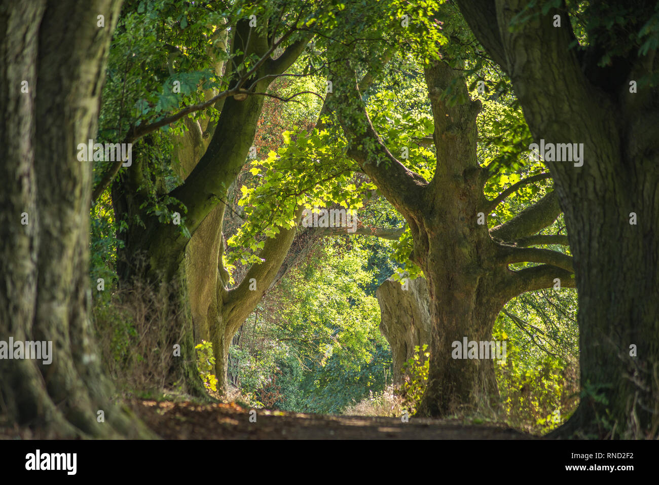 Undulating Footpath A hilly public footpath that is tunnel like and undulating,with trees ...
