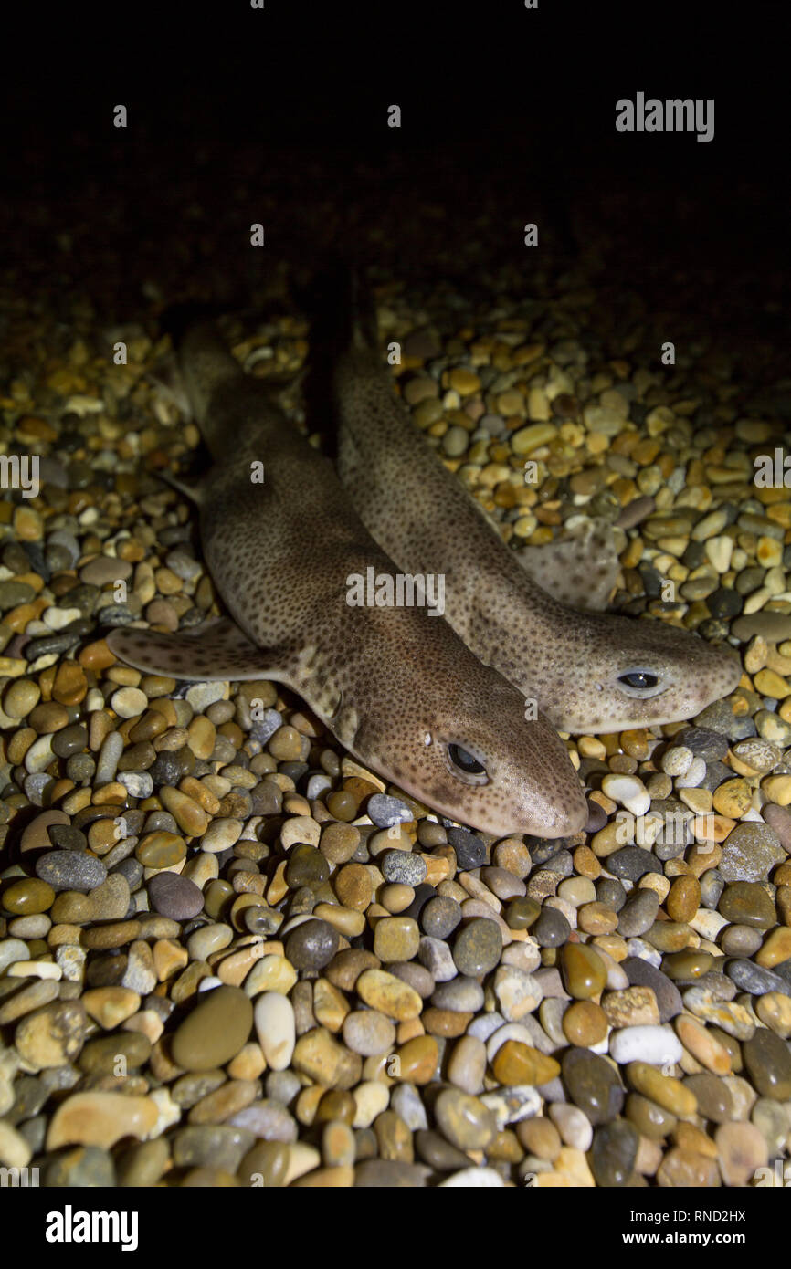 A pair of lesser spotted dogfish, Scyliorhinus canicula, caught at night shore fishing with beachcasting rods on Chesil beach. The dogfish is also kno Stock Photo