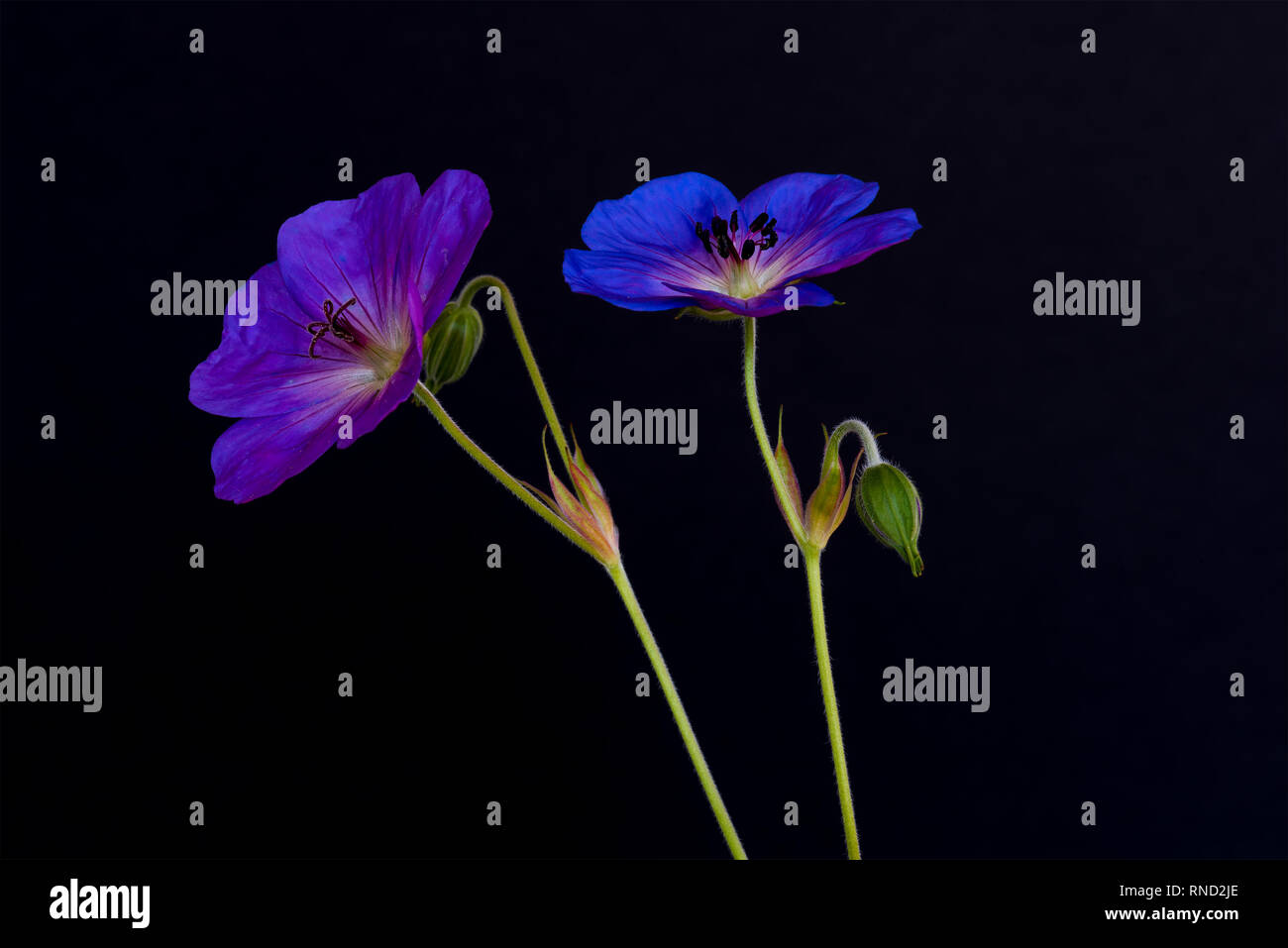 Fine art still life color floral image of a pair of blue violet isolated wide open male and female geranium/cranesbill blossoms,black background Stock Photo