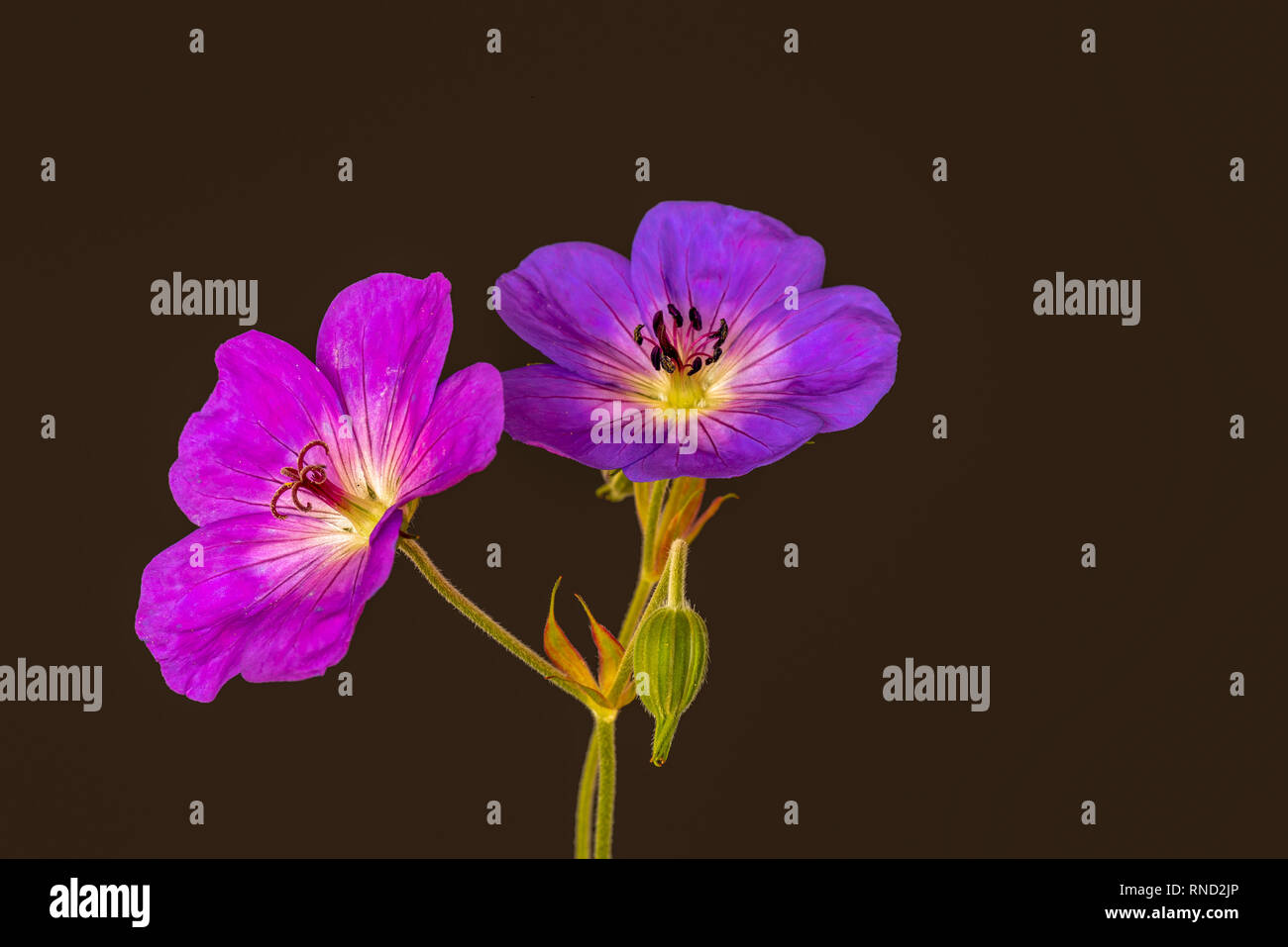 Fine art still life color floral image of a pair of pink violet isolated wide open male and female geranium/cranesbill blossoms,brown background Stock Photo