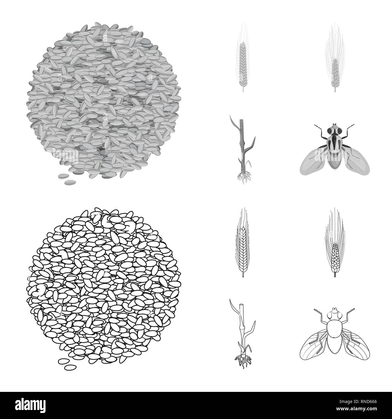 barley,stem,fly,seeds,winter,root,insect,crop,spring,pest,bread,spike ...