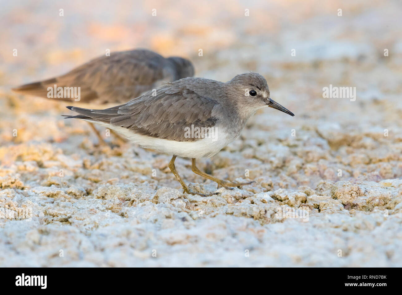 Temminck's Stint (Calidris temminckii), side view of an adult in winter plumage in Oman Stock Photo