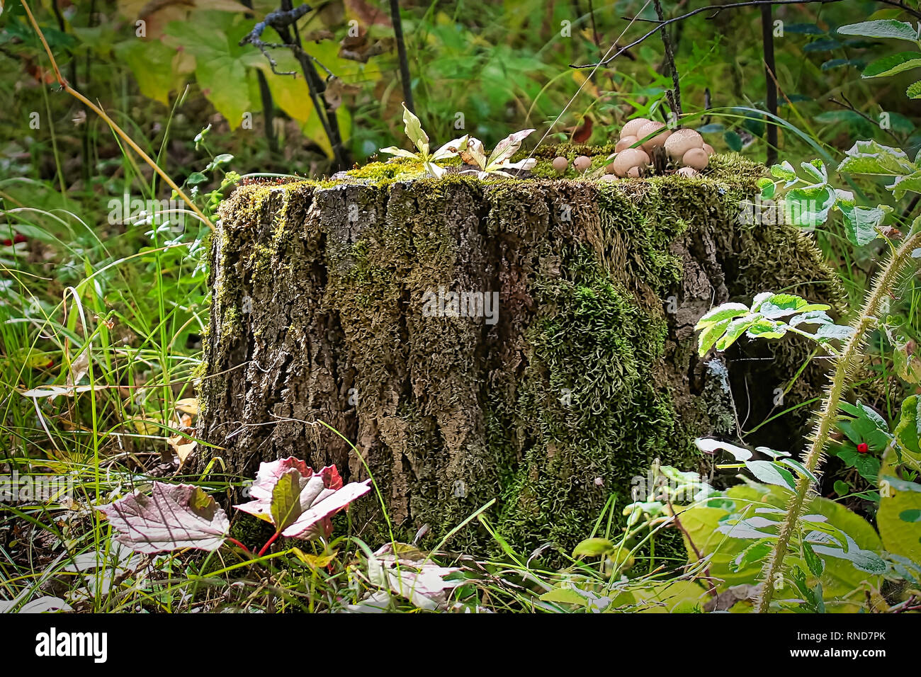 A tree stump with mushrooms and moss growing on it Stock Photo - Alamy