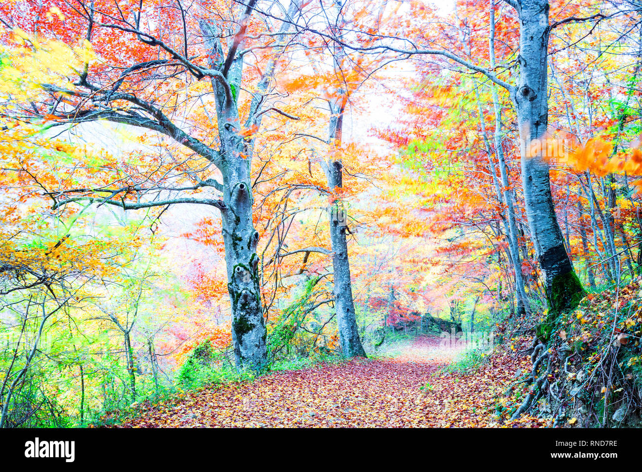 Vibrant foliage of seasonal forest with big tree in bright beams of