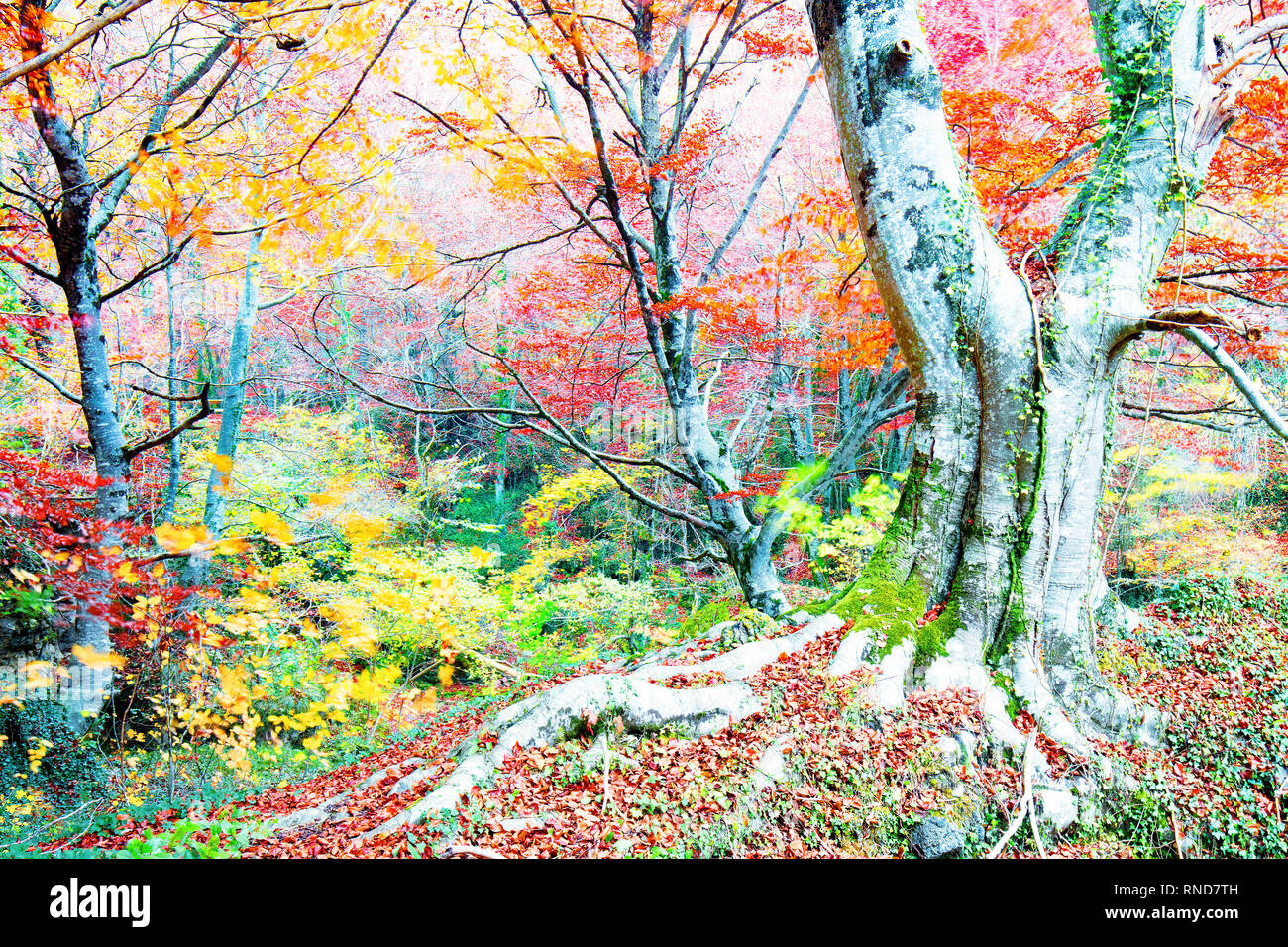 Vibrant foliage of seasonal forest with big tree in bright beams of