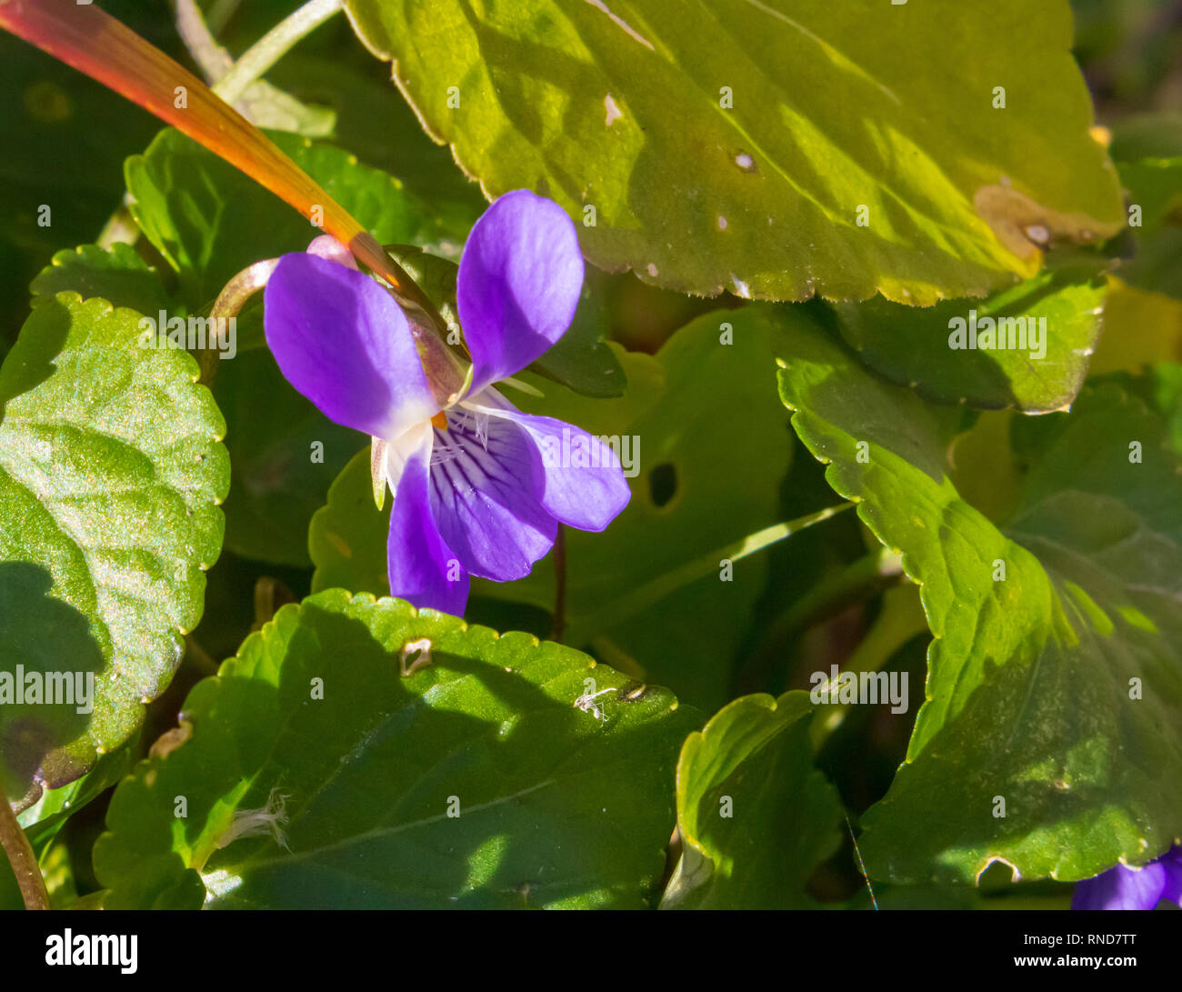 Viola odorata, Wild Sweet Violet Flowers Stock Photo