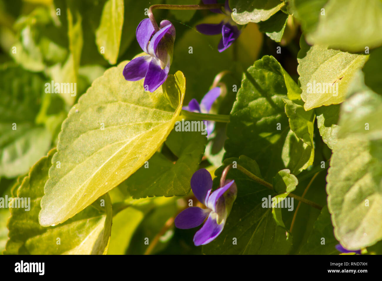 Viola odorata, Wild Sweet Violet Flowers Stock Photo