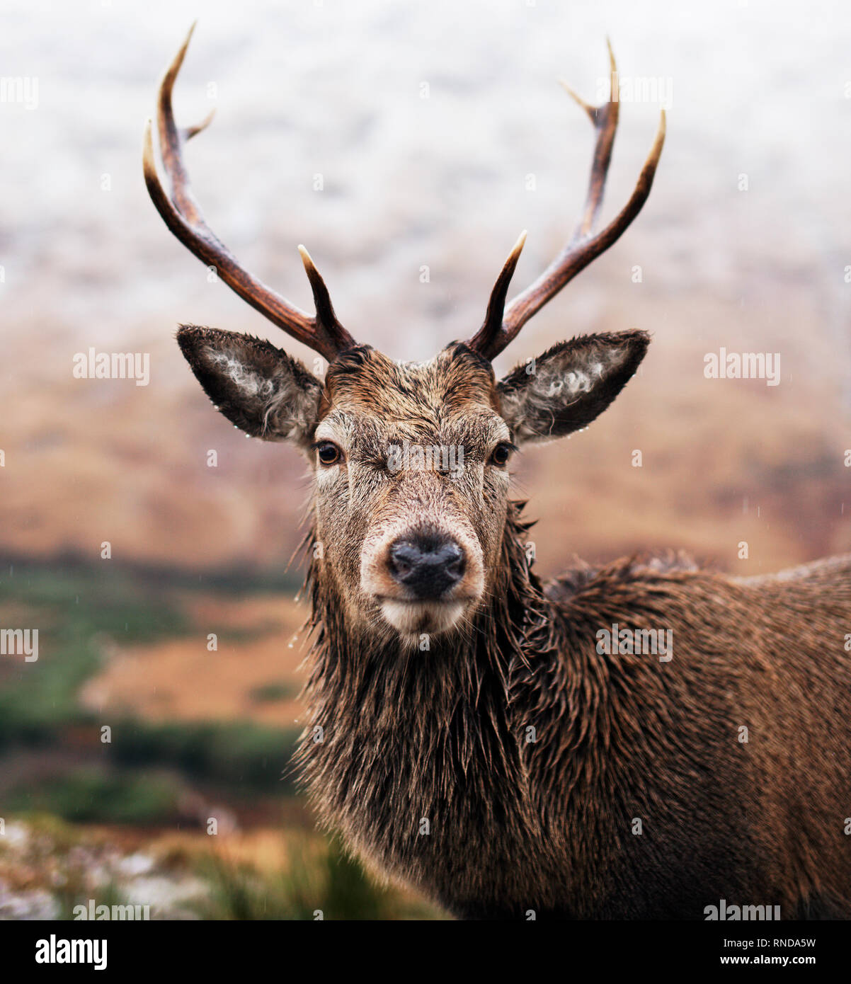 A stag stands proudly in the Scottish Highlands Stock Photo