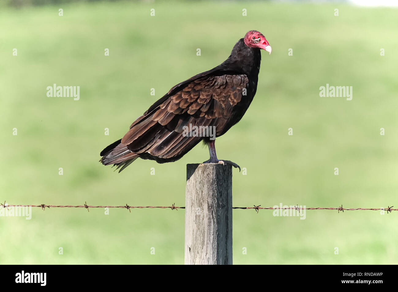 A turkey vulture sits on a fence post Stock Photo