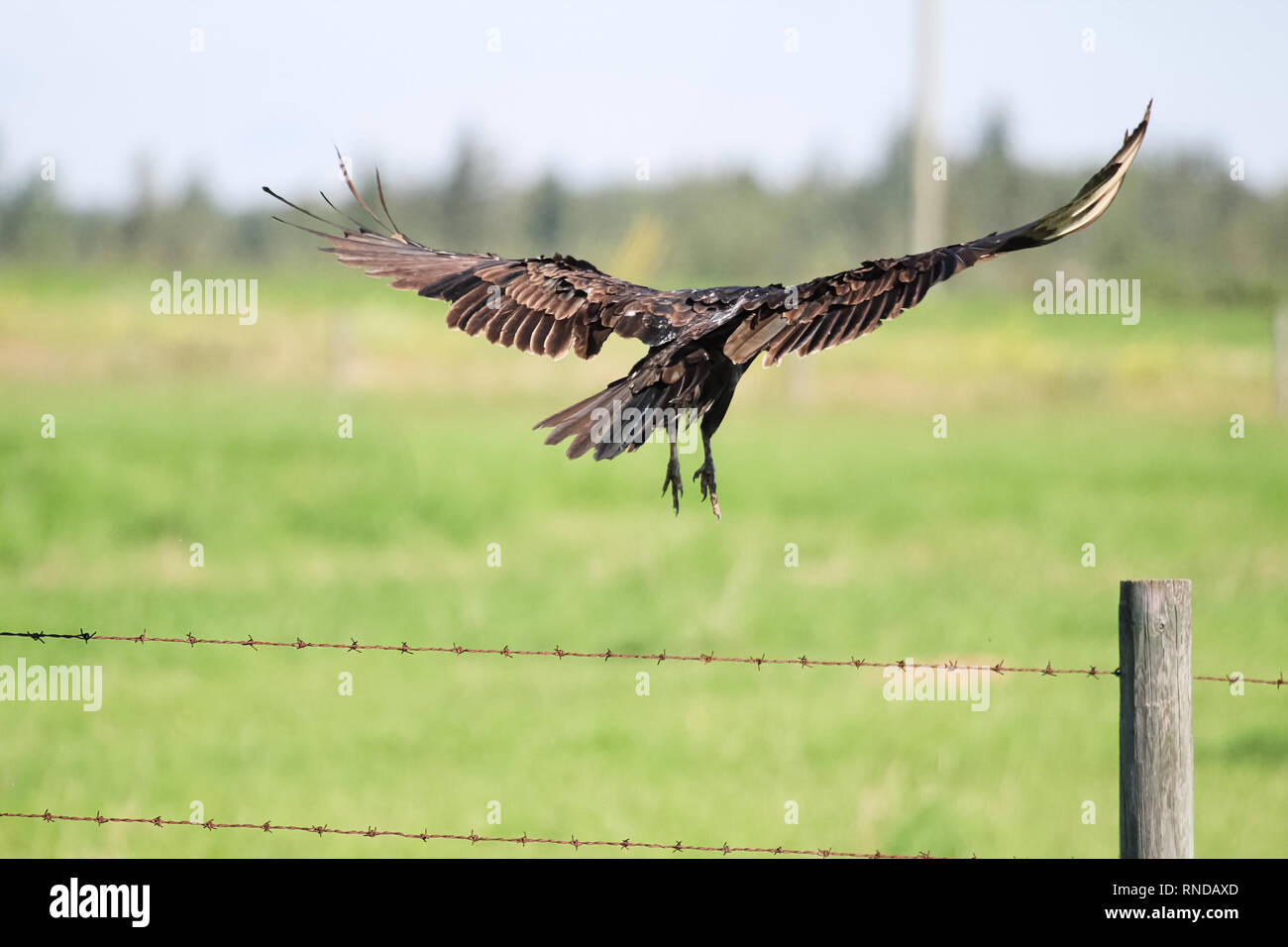 View of a turkey buzzard's back wings in mid flight Stock Photo Alamy