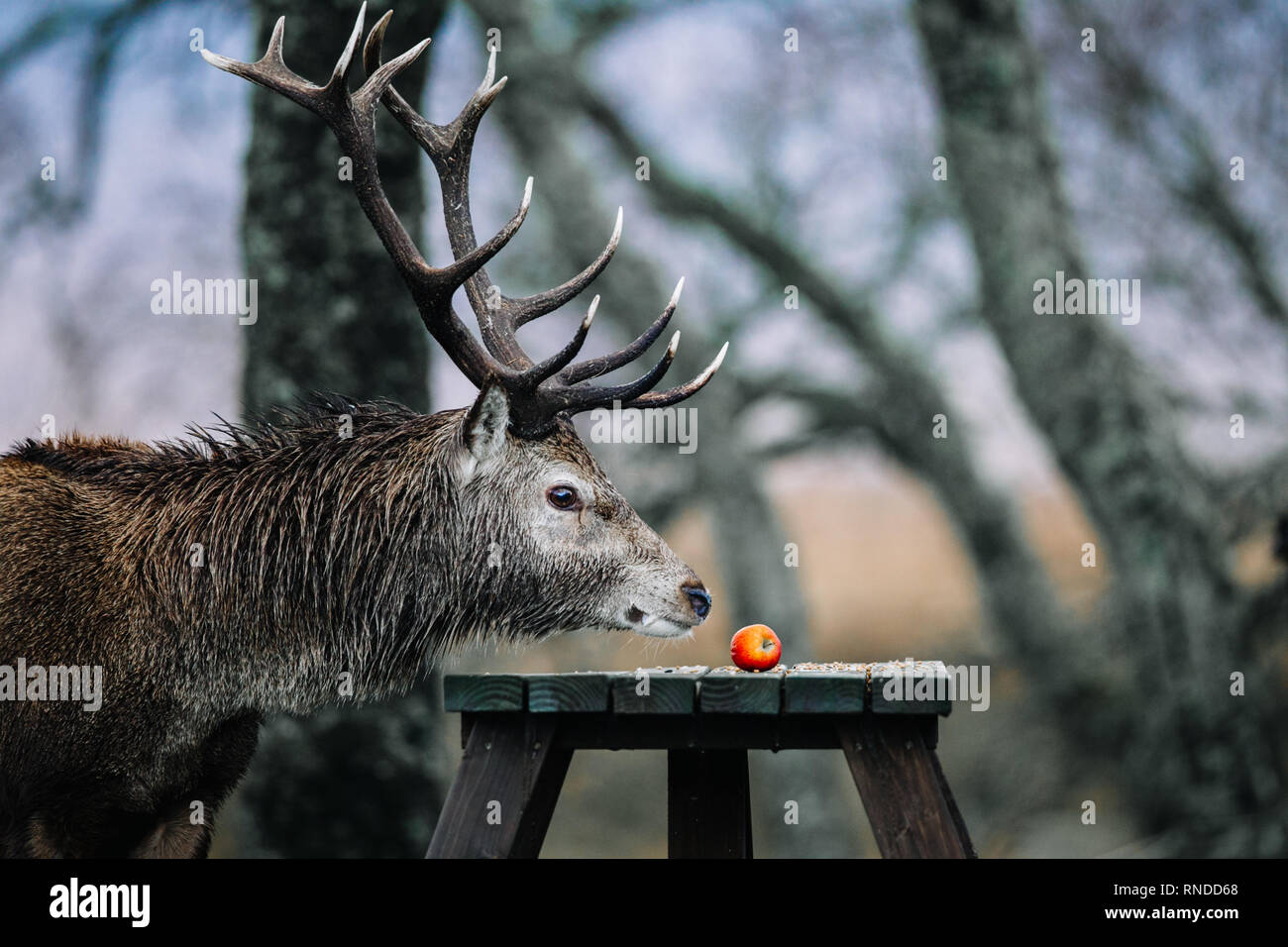 Stag horns hires stock photography and images Alamy