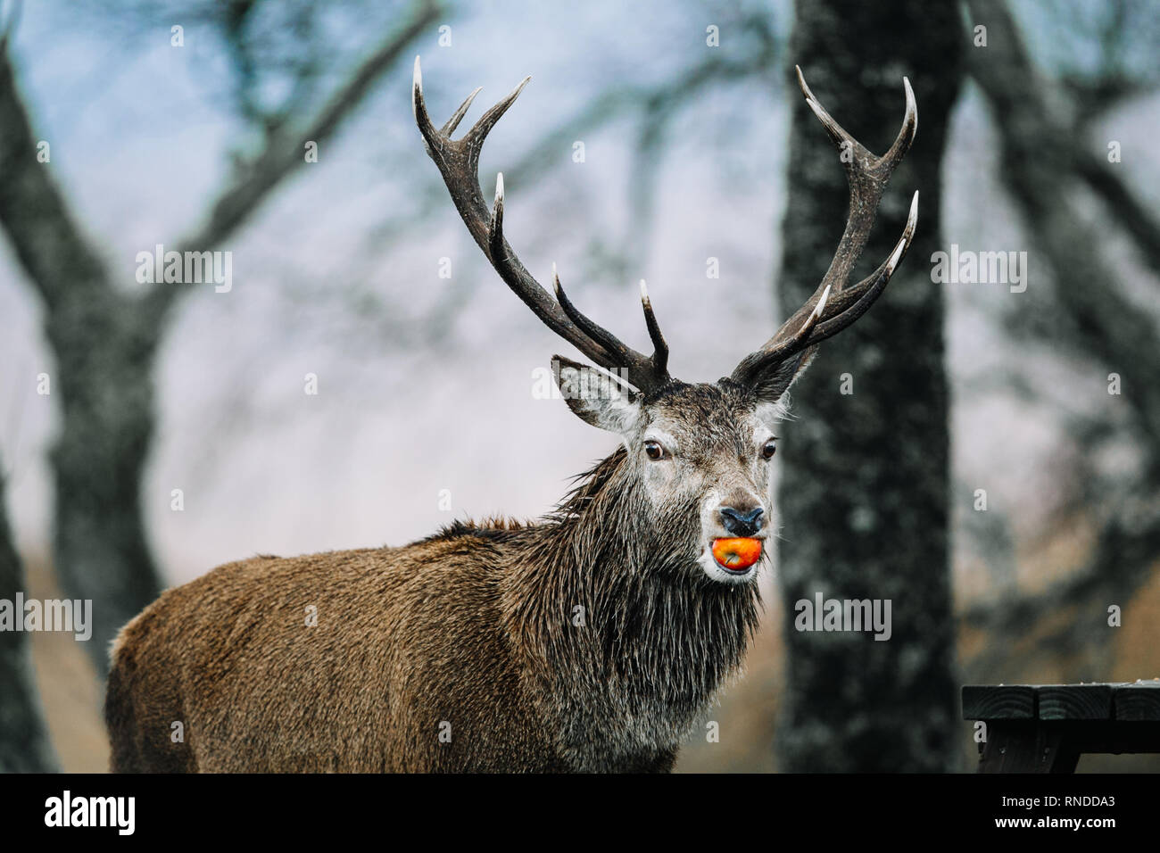 Red deer stag eating hires stock photography and images Alamy