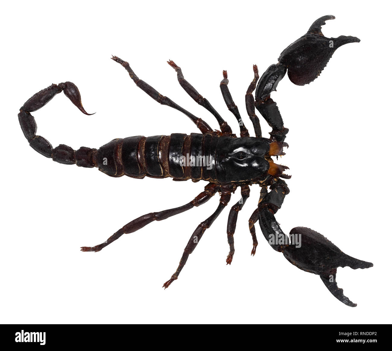 black scorpion isolated on white background (PANDINUS LONGIMANUS Stock  Photo - Alamy