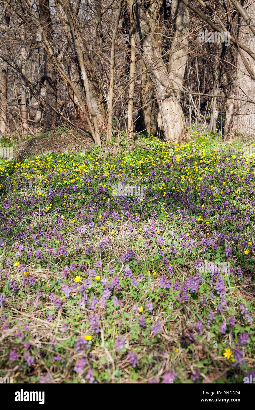 General view flowering plant of Corydalis solida and Marsh Marigold (Caltha palustris) blooming in spring forest. Small yellow and purple wild flowers Stock Photo