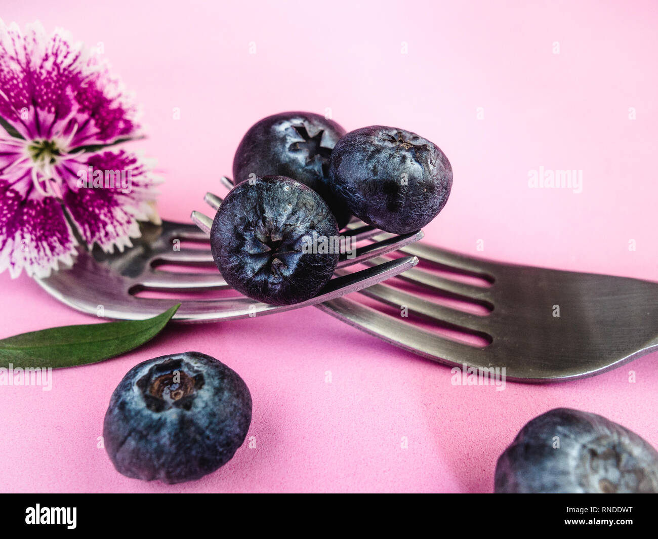 Four Blueberries and Two Forks on Pink Background Stock Photo