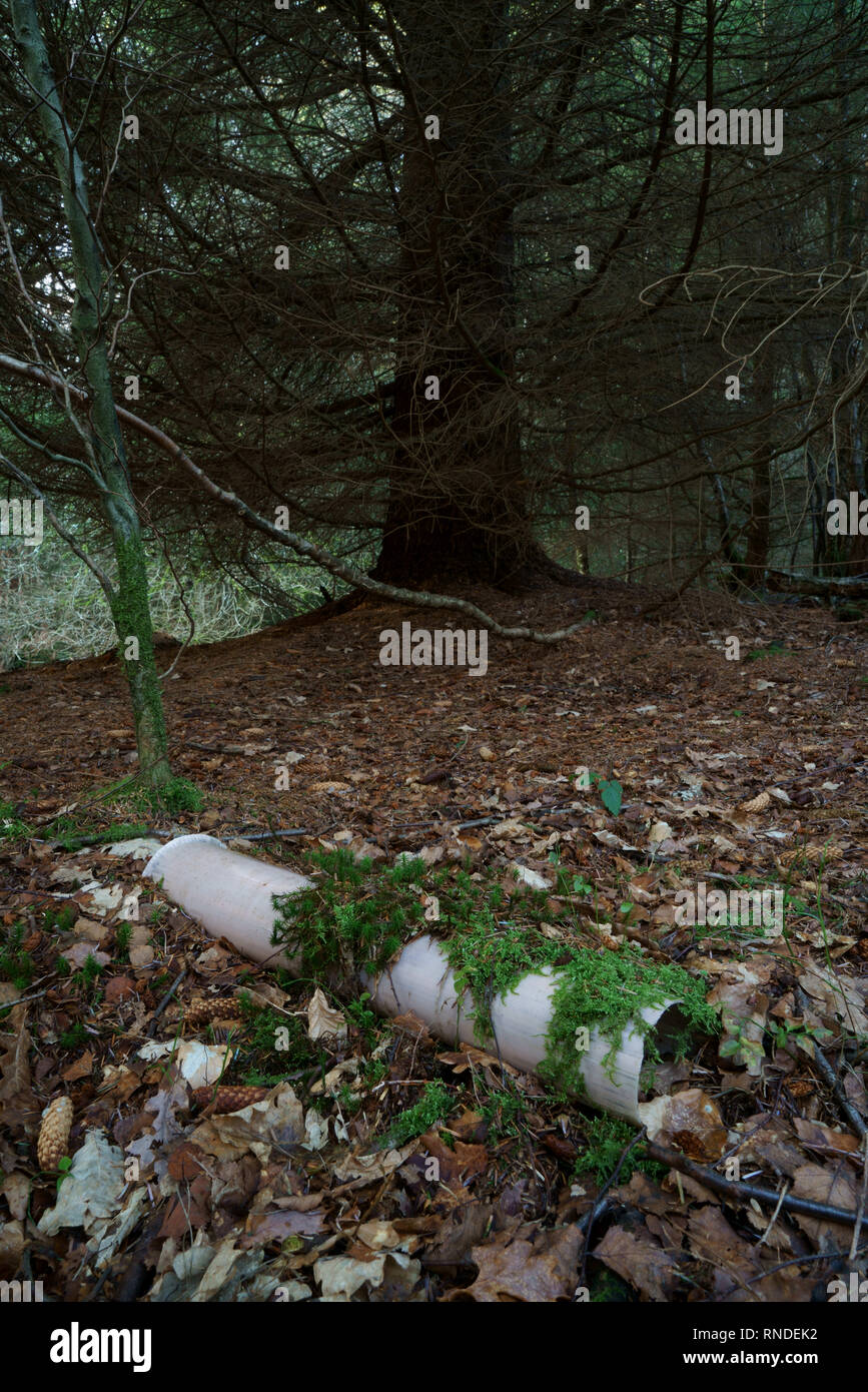 A plastic tree shelter littering woodland. Stock Photo