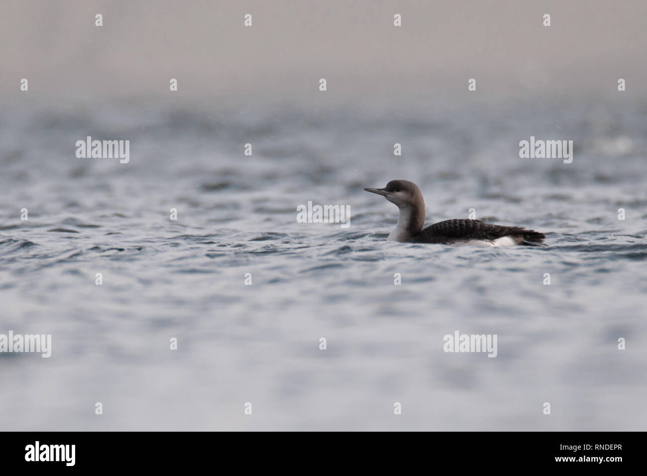 Habitat shot of Black-throated loon or Arctic loon (Gavia arctica) in the snowing, Czech Republic, beautiful bird from Europe Stock Photo