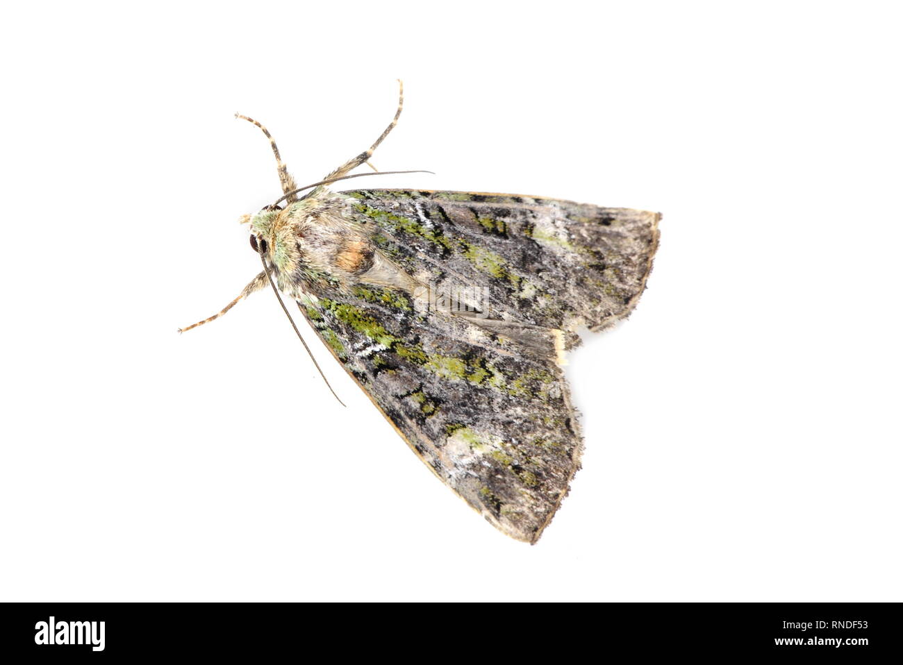 The nocturnal Green Arches Anaplectoides prasina moth on white background Stock Photo