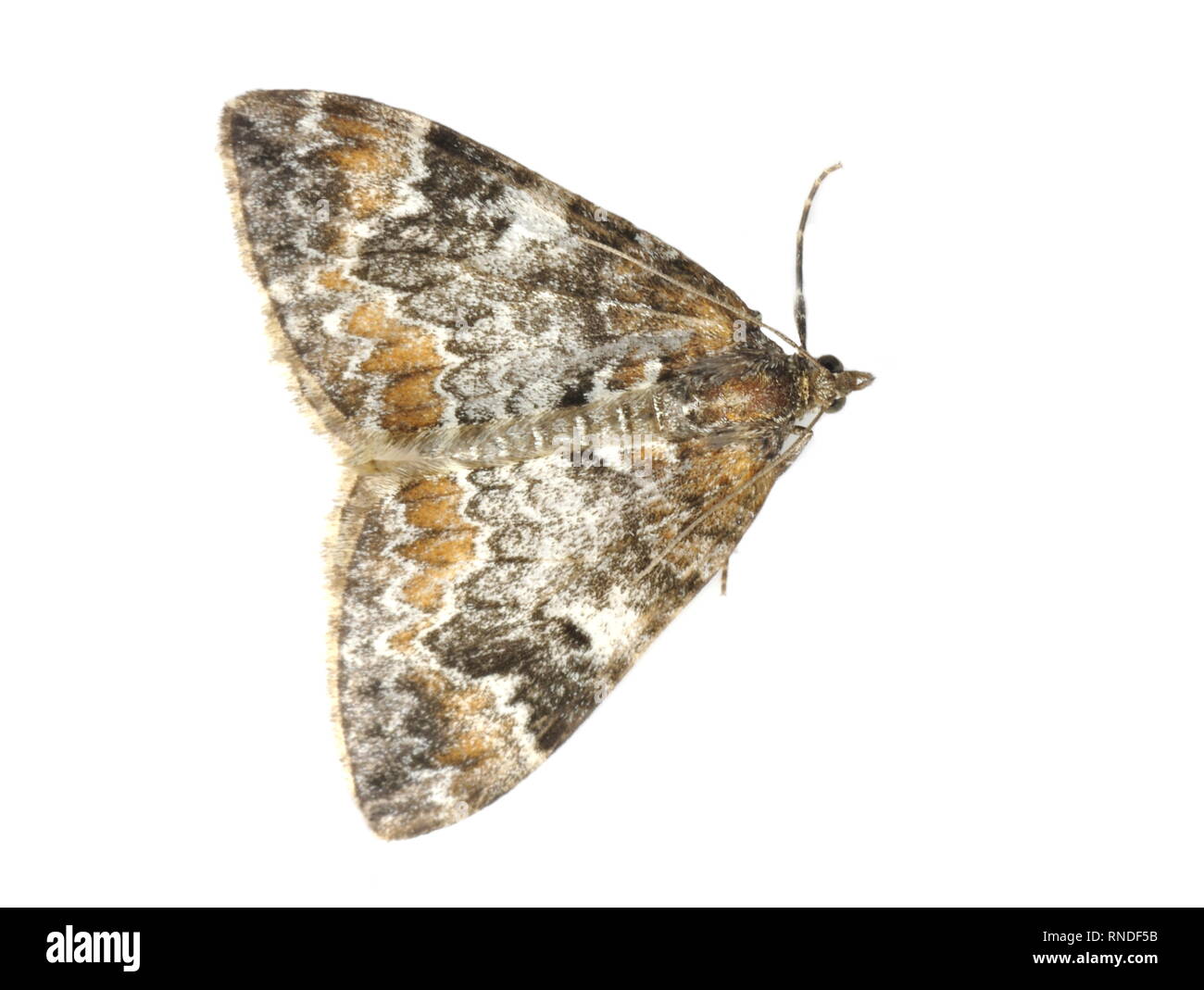 Dark Marbled Carpet moth Dysstroma citrata isolated on white background