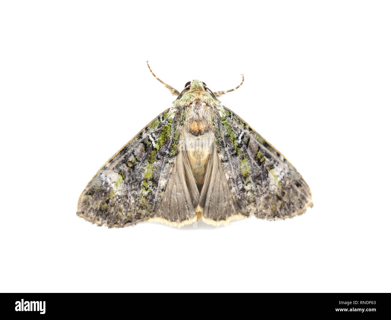 The nocturnal Green Arches moth Anaplectoides prasina on white background Stock Photo
