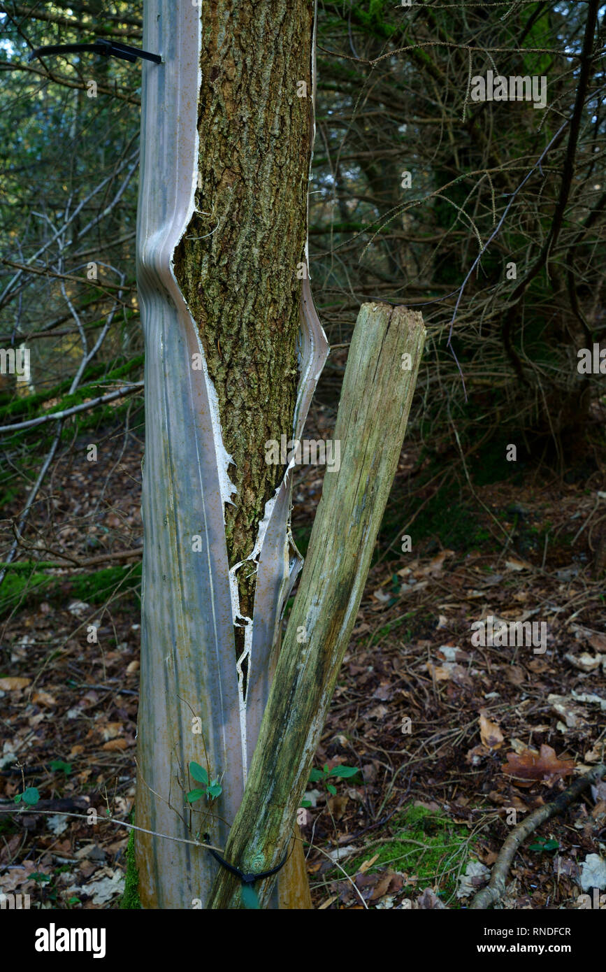 A young Oak tree outgrowing a plastic tree shelter. Stock Photo