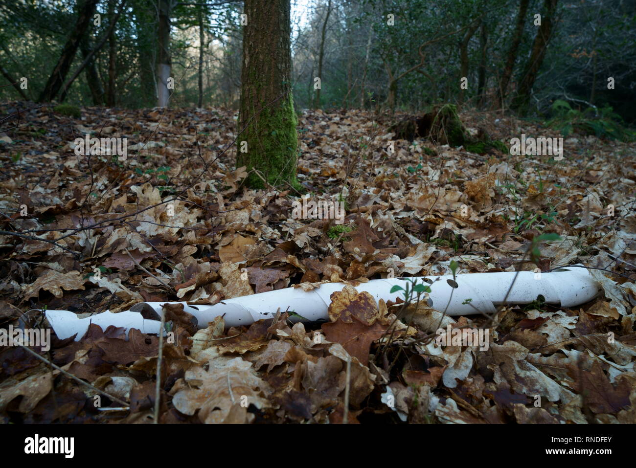 A rabbit guard for protecting young trees littering woodland Stock
